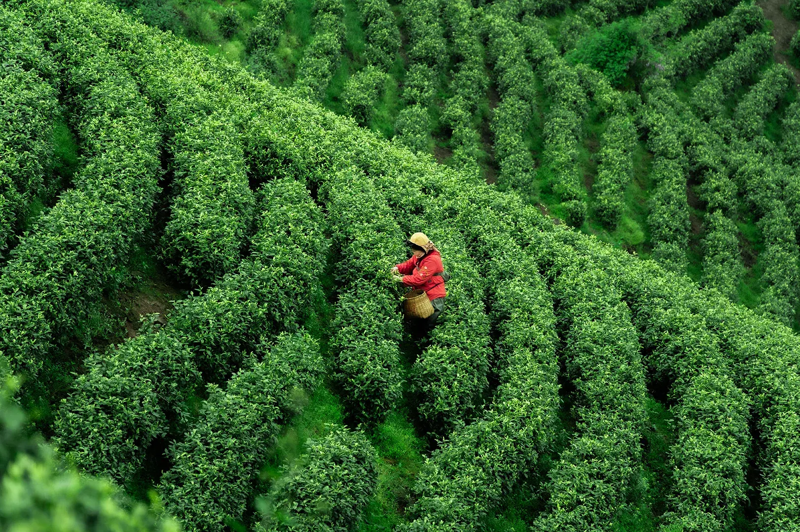 A high-angle, wide shot captures a tea picker wearing a sun hat and red jacket as they work in a vast, lush green tea plantation. The person is carefully harvesting leaves from the neatly manicured rows of tea bushes that stretch across the hilly landscape, showcasing the labor-intensive cultivation of Tie Guan Yin.