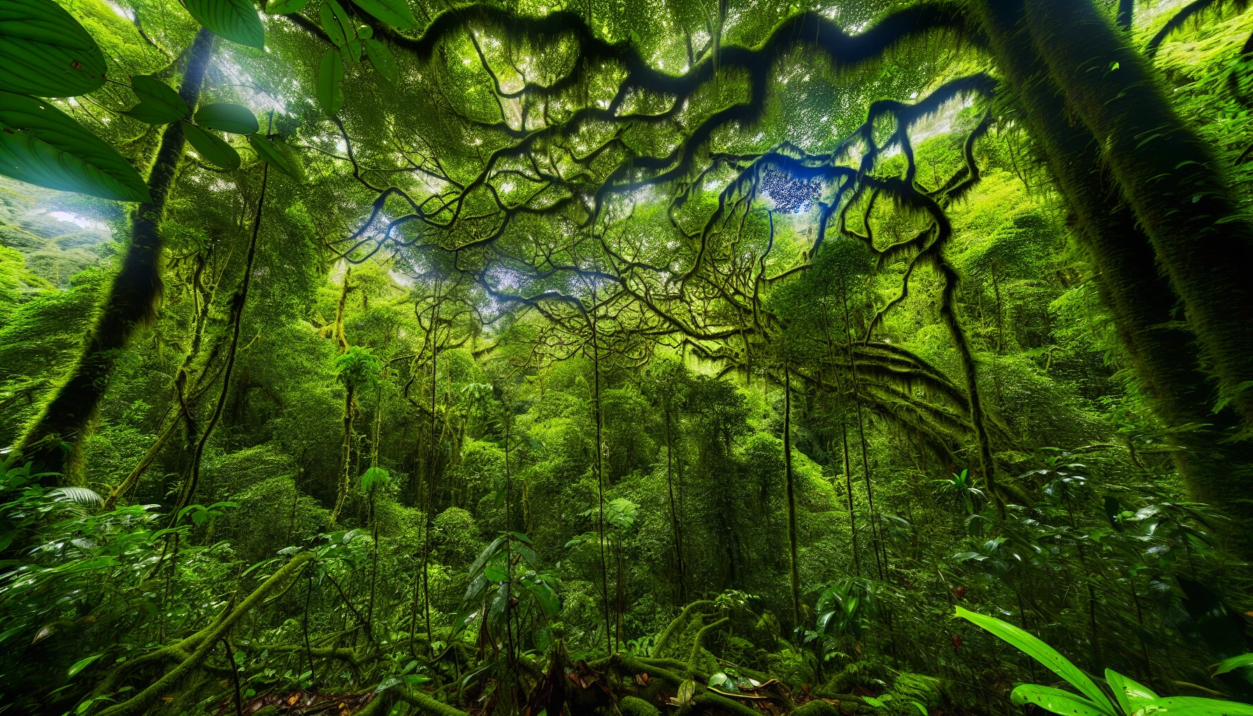 Lush rainforest in Costa Rica