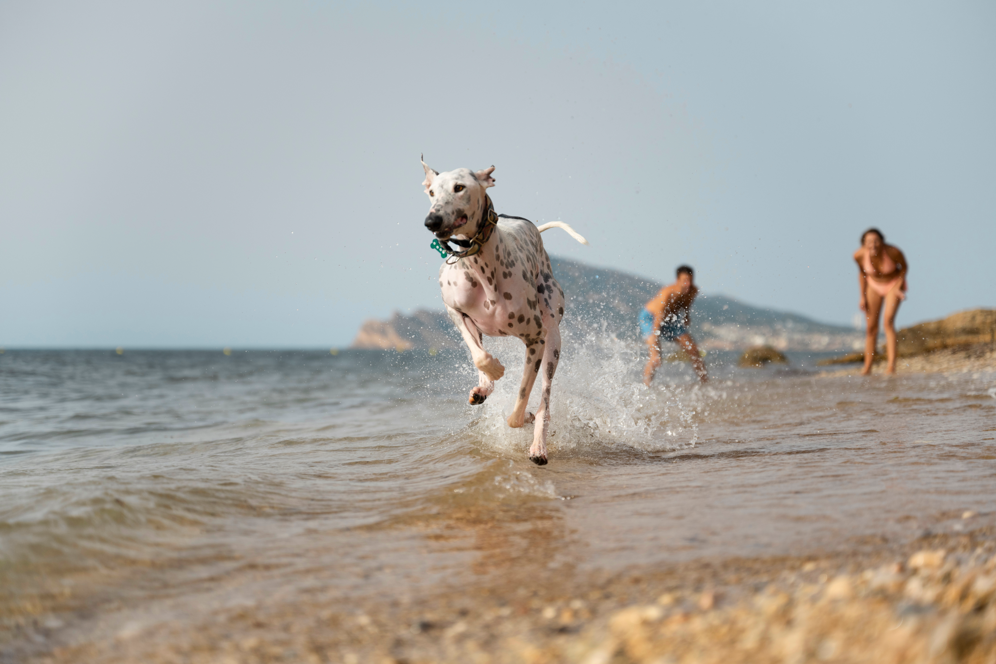 natural swimmers, dog swimming, dog
