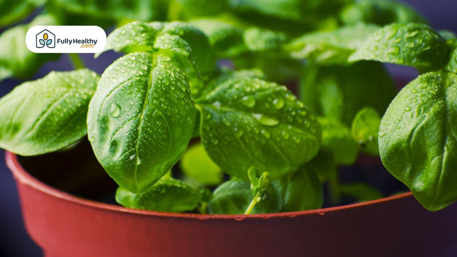 Close-up of fresh basil leaves with water droplets in a pot