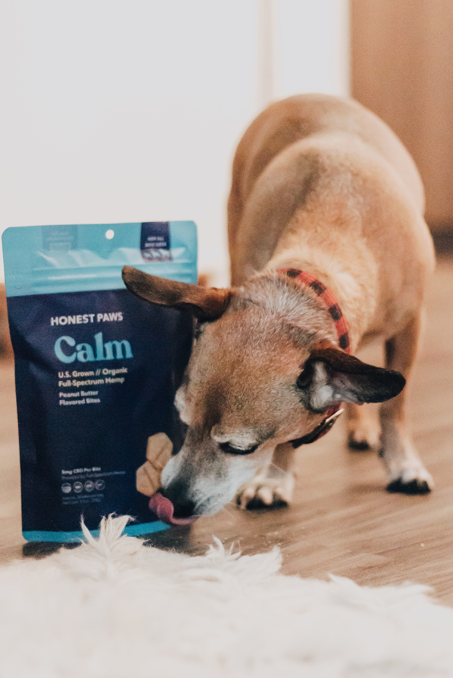 A pet dog licking the packet of dog food kept on the floor.