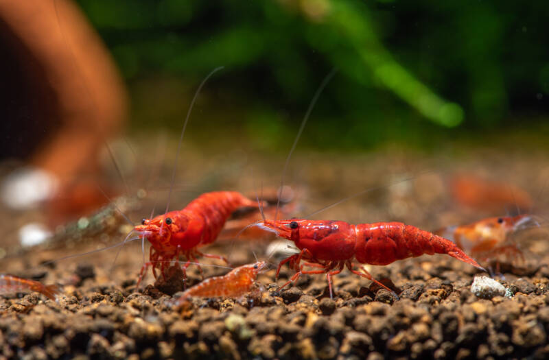 the red cherry shrimp