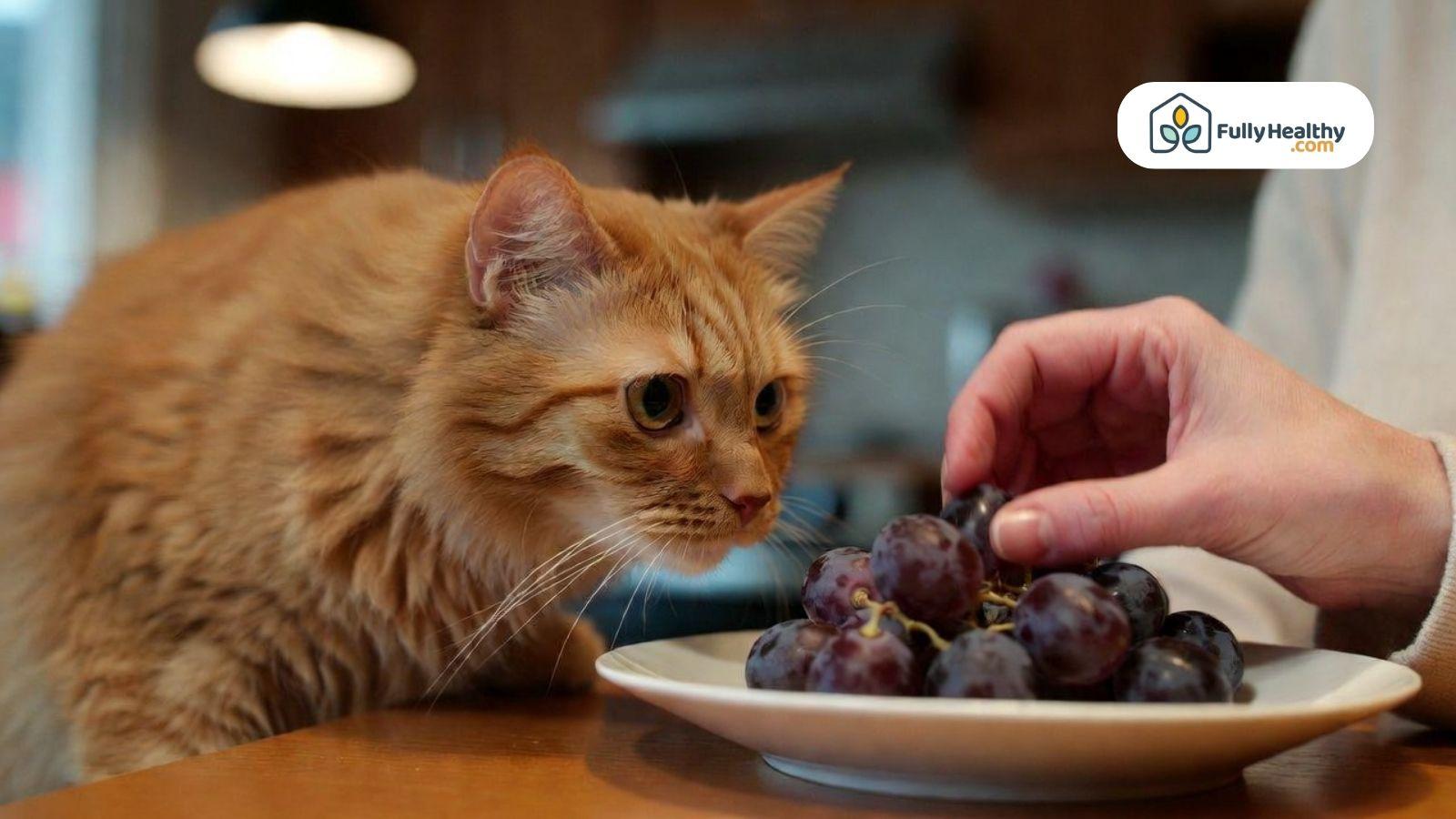 Orange cat sniffing grapes on plate while owner offers fruit on kitchen table.