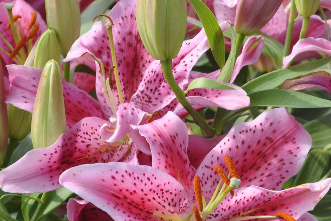 Grow lilies in a deep purple or deep ink shade, true lilies - Flower Guy