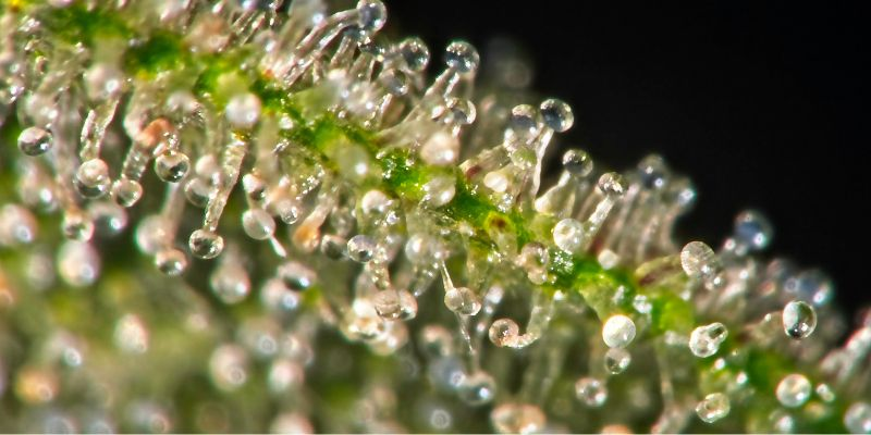 cannabis trichomes