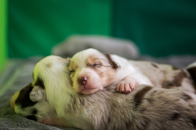 Sleeping White Brown Puppies