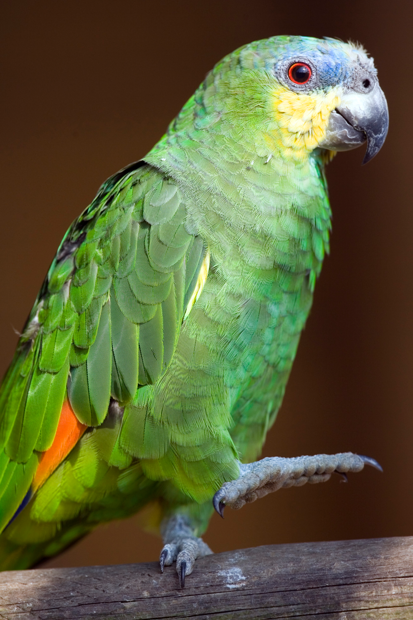 north florida parrot, established populations, bird