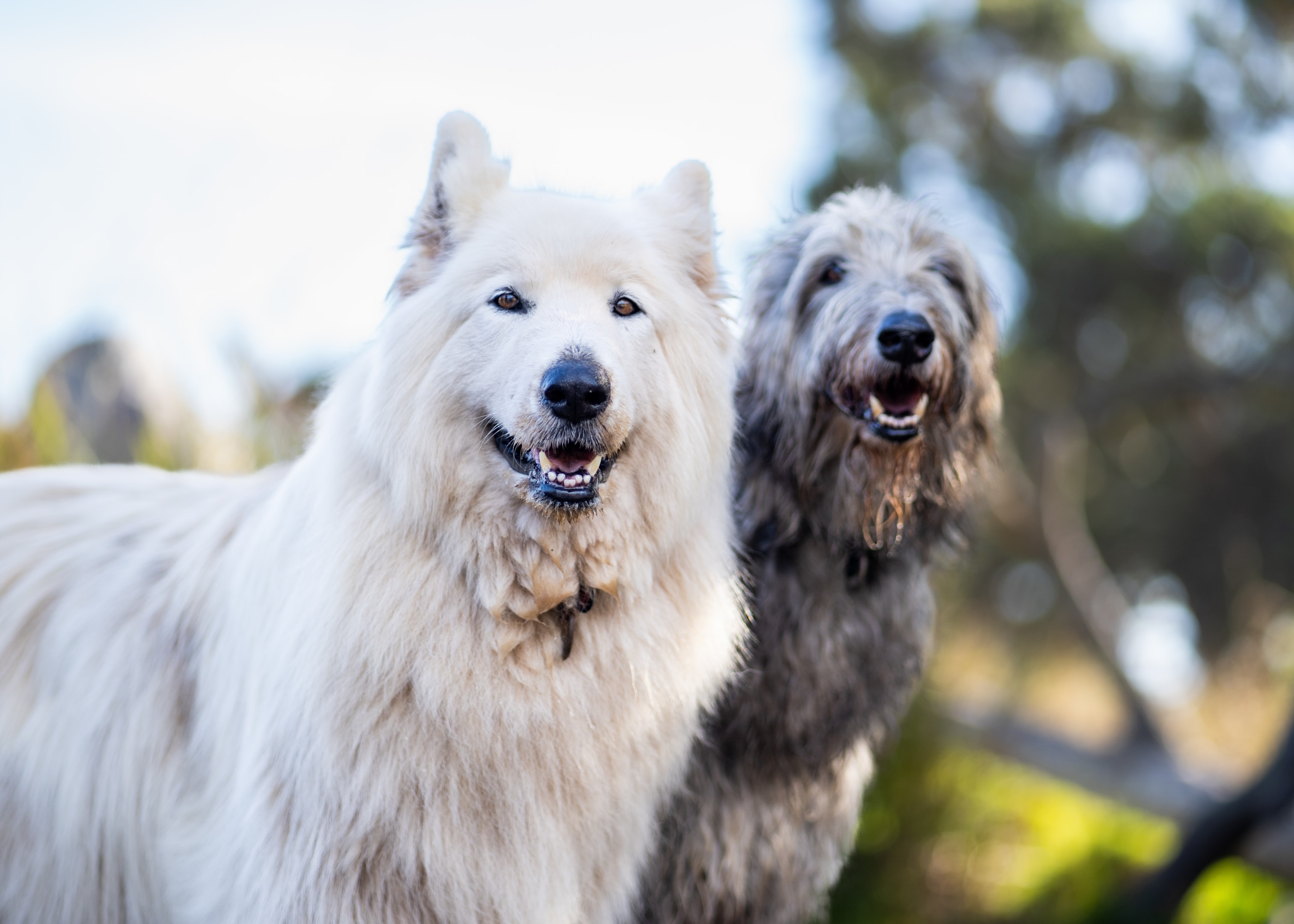 A Scottish Deerhound standing with a white dog