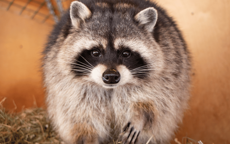 indianapolis raccoon removal