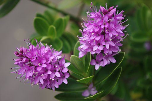 Hebe, purple flowers