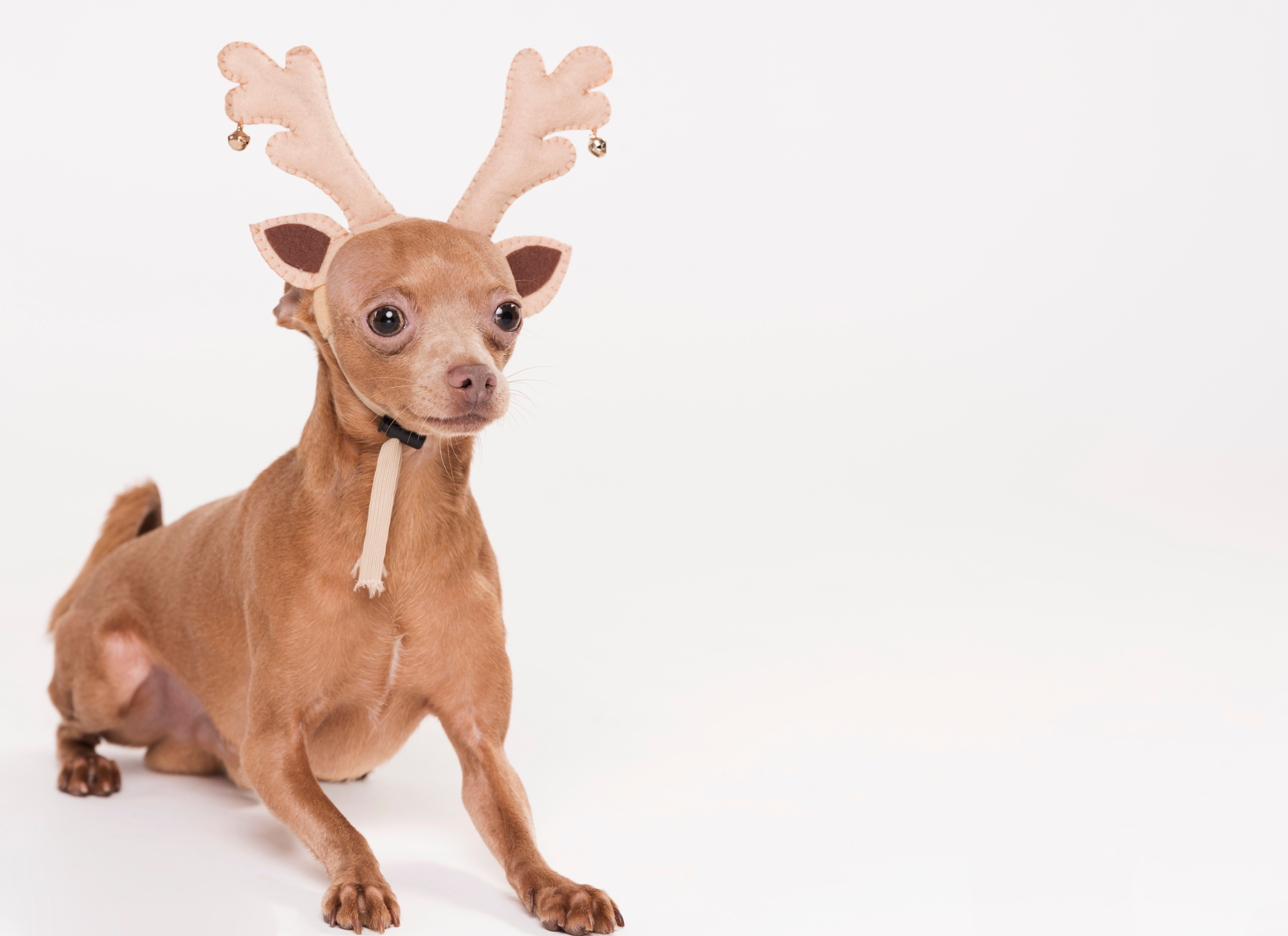 How To Prepare Deer Antlers For Dogs