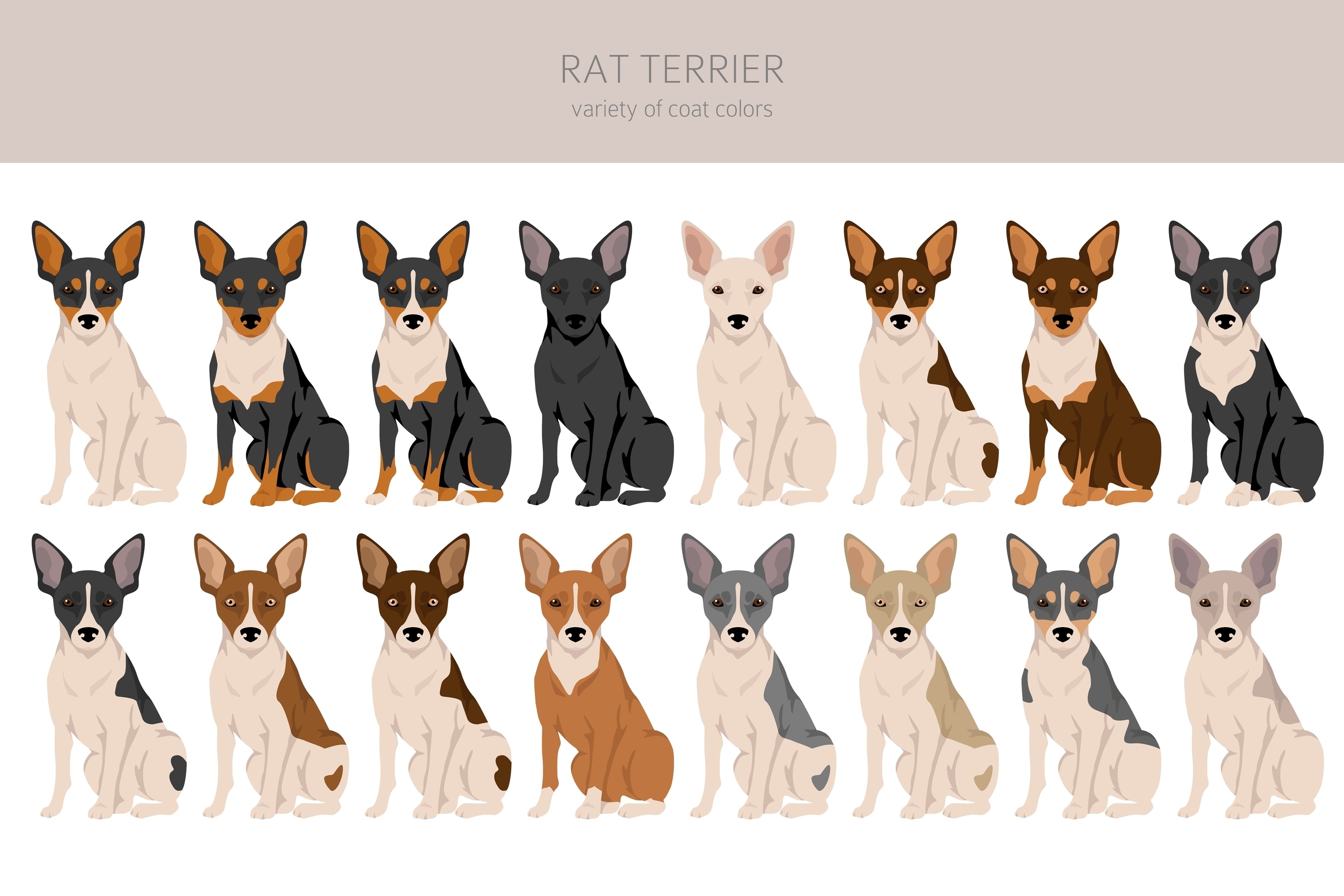An infographic showing the various coat colors of the Rat Terrier Breed