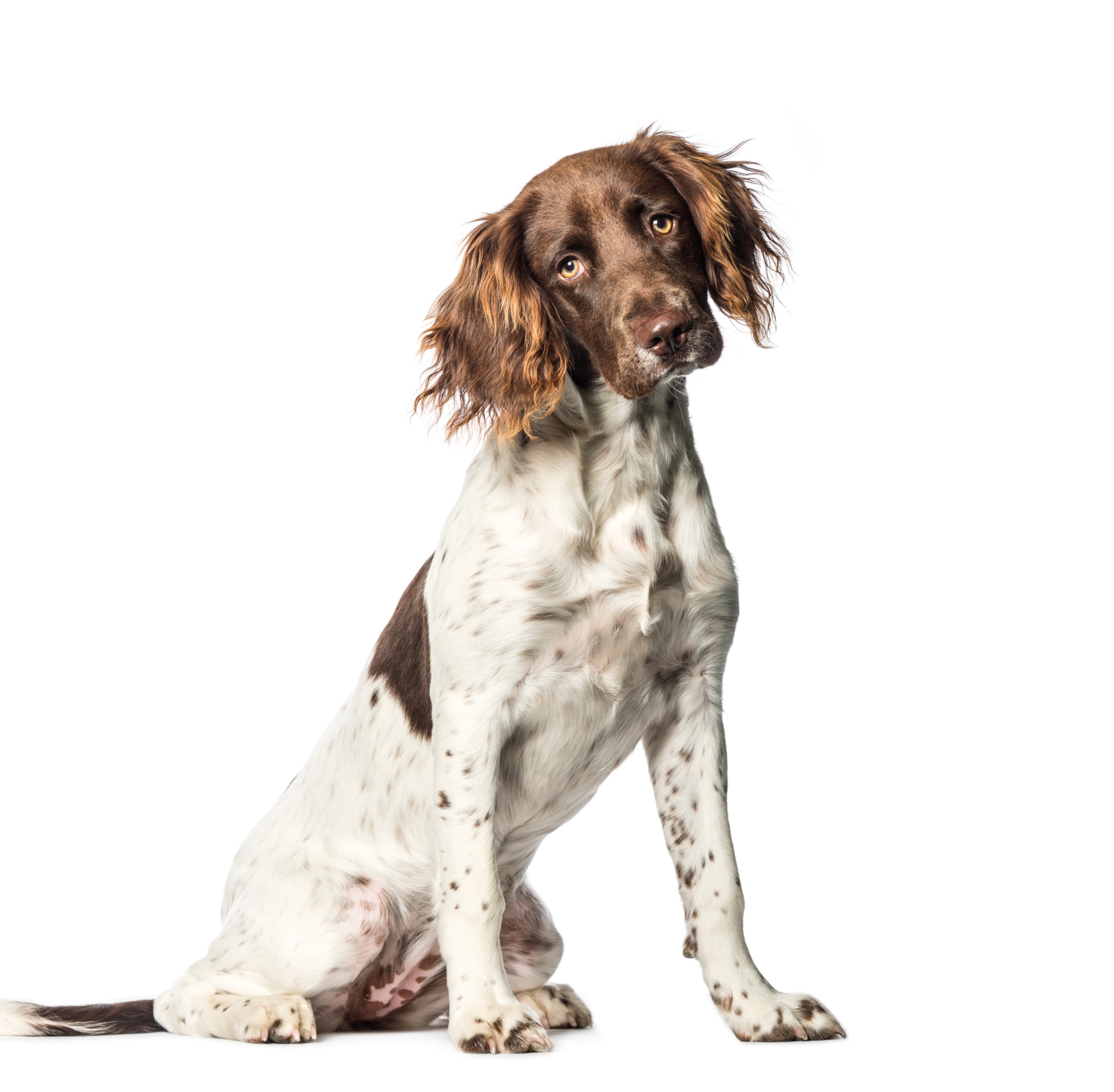 A well groomed small munsterlander dog on a white background