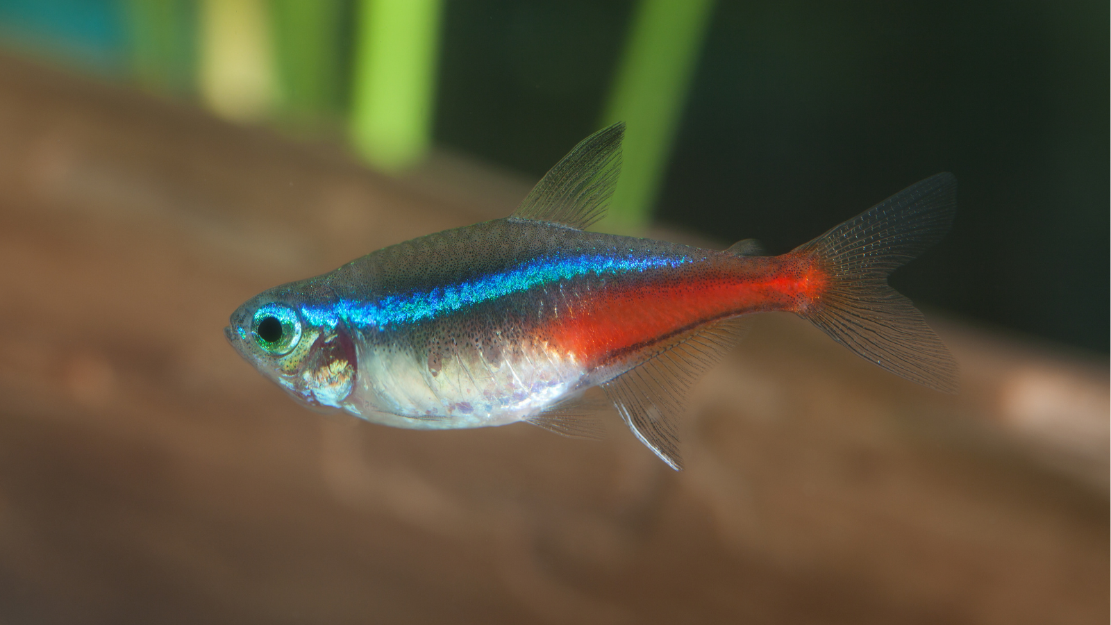 Neon Tetra are beautiful little fish that will brighten up even the darkest of blackwater aquariums.
