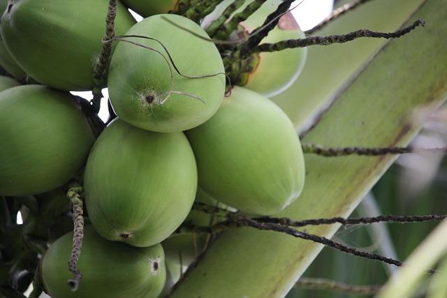 coconut, coconut tree, thailand, food, coconut perfume, coconut grove, coconut, coconut, coconut, coconut, coconut, coconut tree, coconut tree, coconut tree, coconut tree