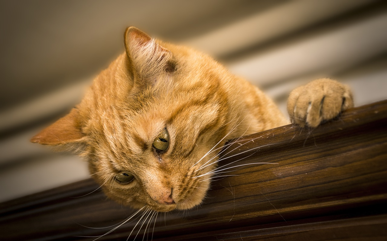 What You Should Know About Liver Cancer in Cats Zumalka