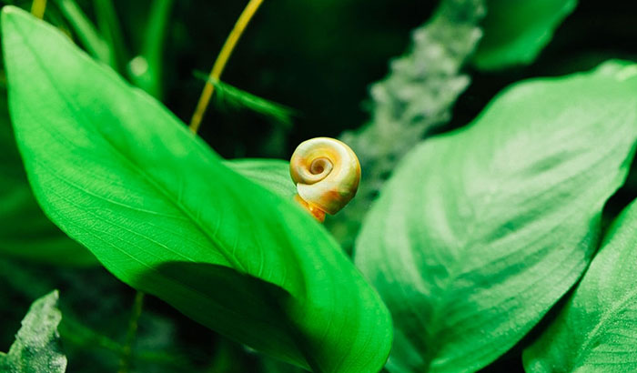 a snail on a leave