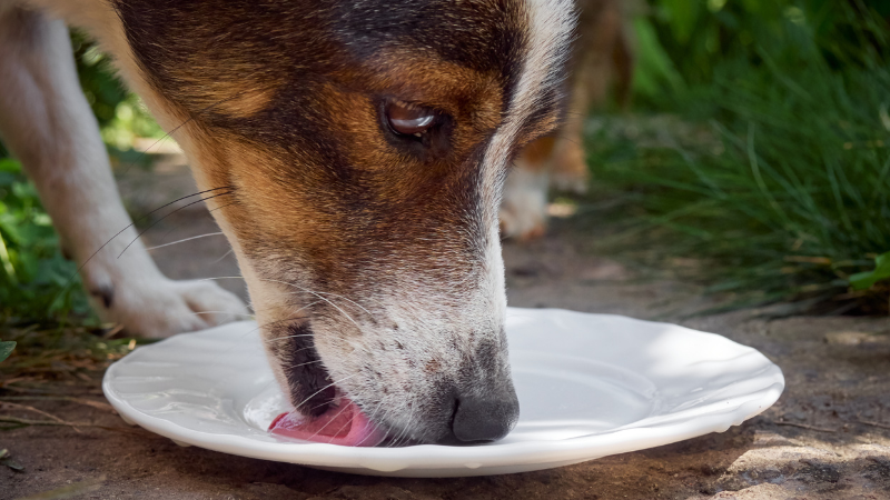 My dog drinks clearance milk