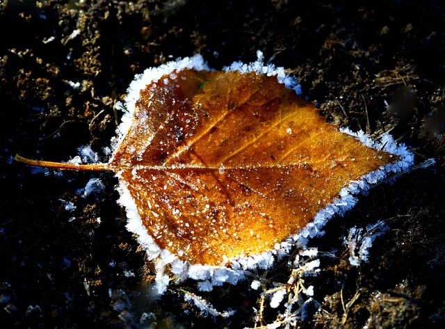 autumn, the first frost, frost, fallen leaves, ice, puddles, listopad, autumn leaf