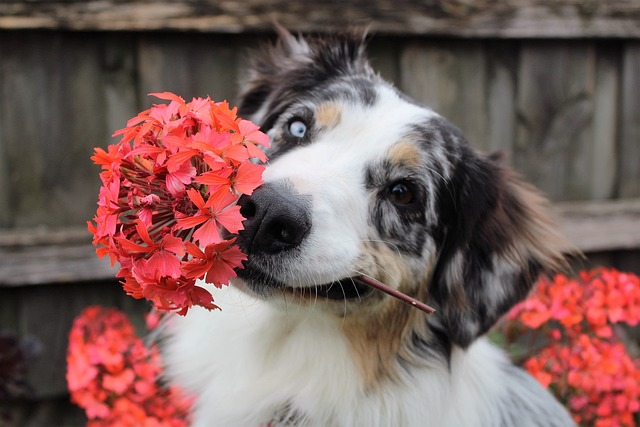 flowers, dog, shepherd