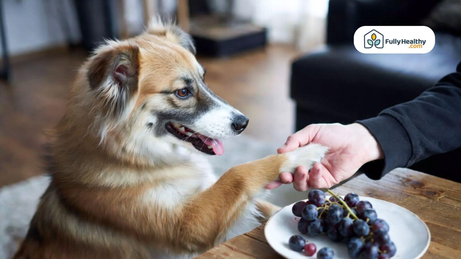 Dog reaching toward grapes on table while owner stops it.