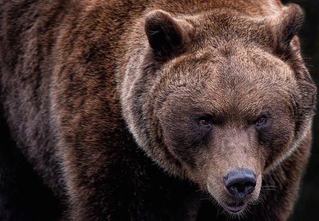 illegal pet trade bear bearing butchery marks