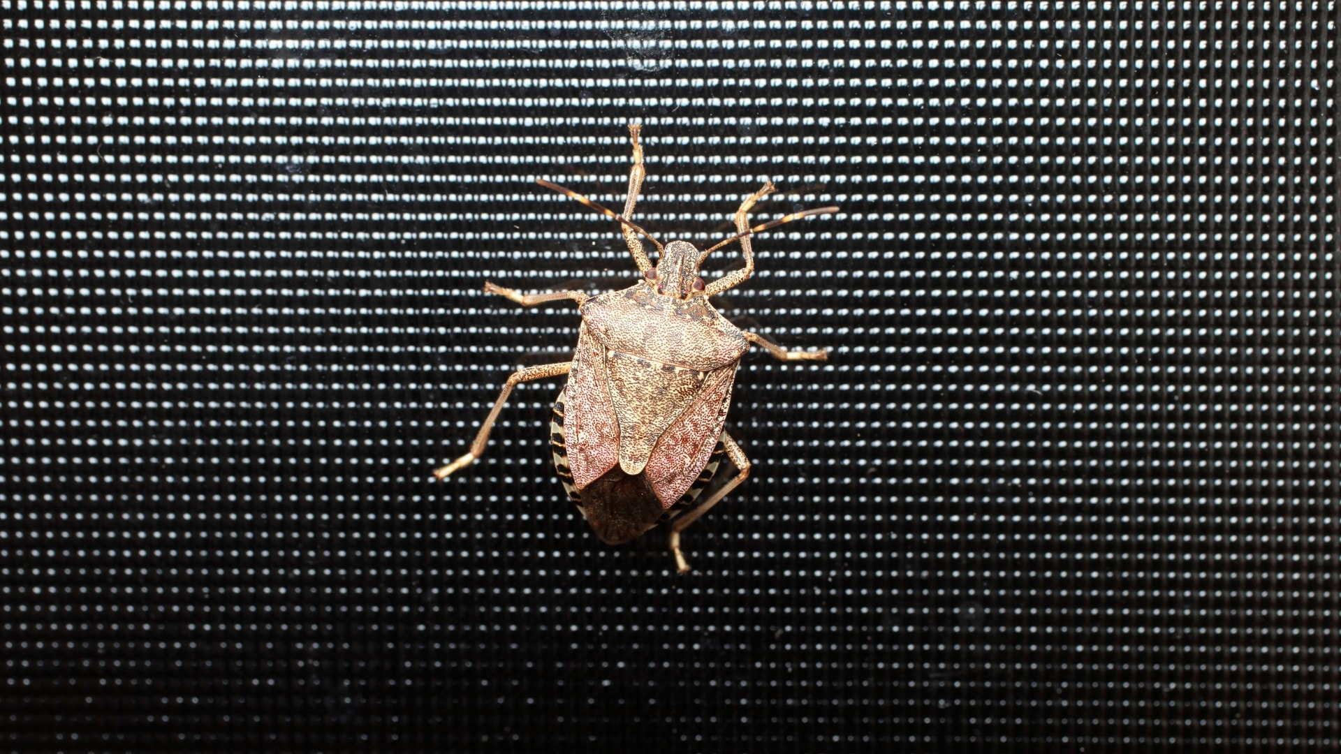 A stink bug crawling on a window screen.