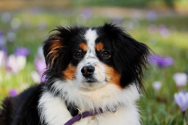 australian shepherd, dog, animal, herding dog, good-natured, protective, female dog, purebred dog, animal portrait, dog head, eyes, nature, pet, dog look, snout, domestic animal, creature