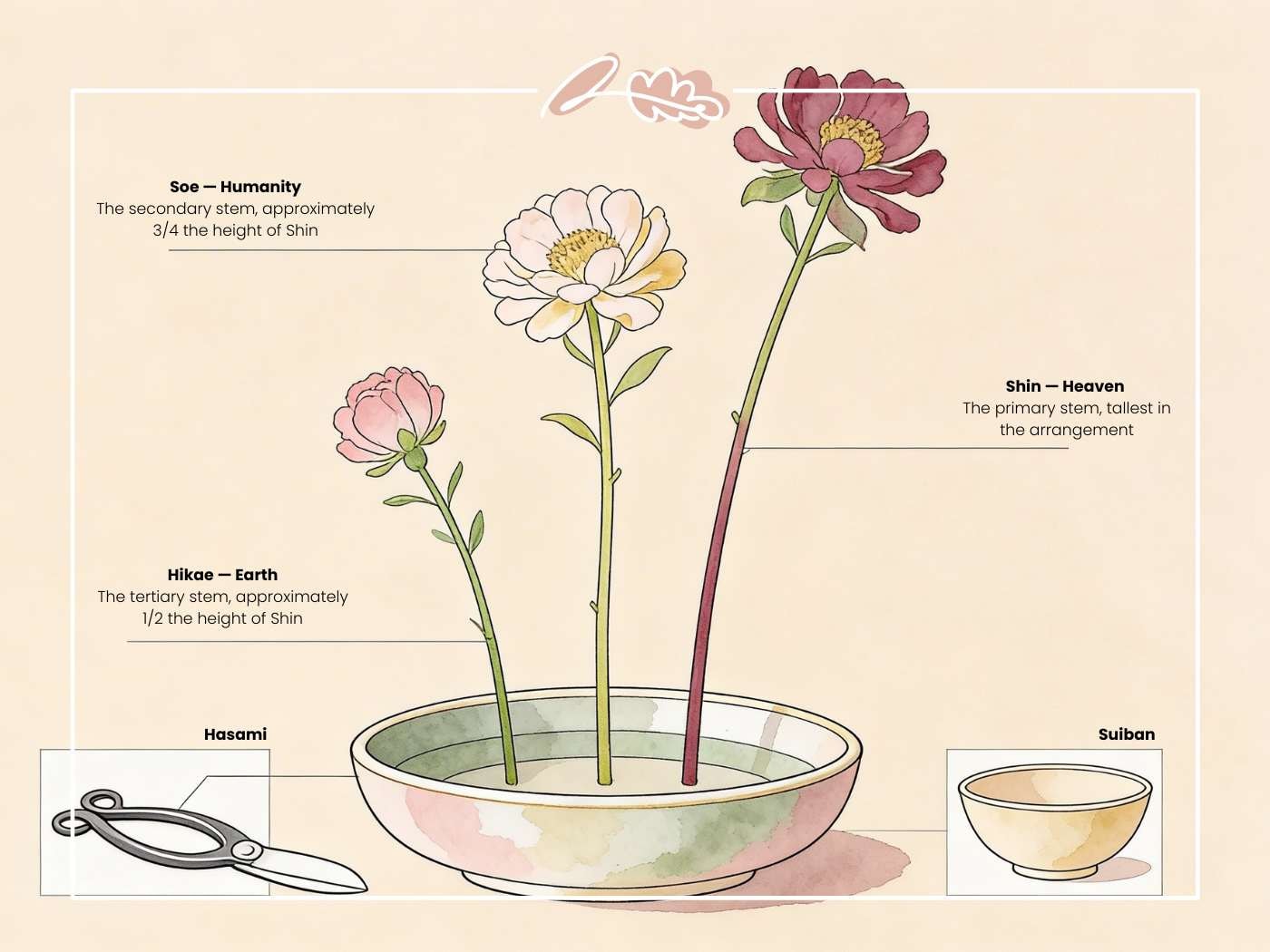 Illustrated ikebana diagram with three flowers at different heights labelled Shin, Soe and Hikae, with hasami scissors and suiban vessel in soft watercolour | Ikebana Stem Proportions | Fabulous Flowers & Gifts