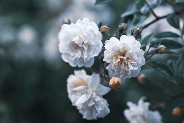 flowers, flower background, white flowers, bloom, beautiful flowers, blossom, flower wallpaper, petals, white petals, flora, floriculture, horticulture, botany, nature, plants, flowering plants