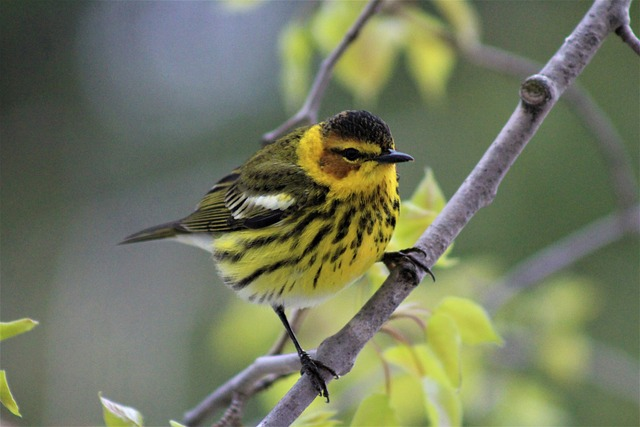 cape may warbler, birds, birding