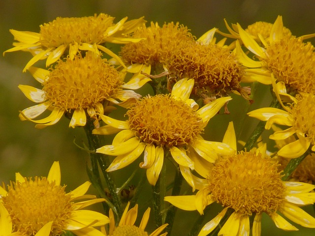 arnica, arnica montana, nature