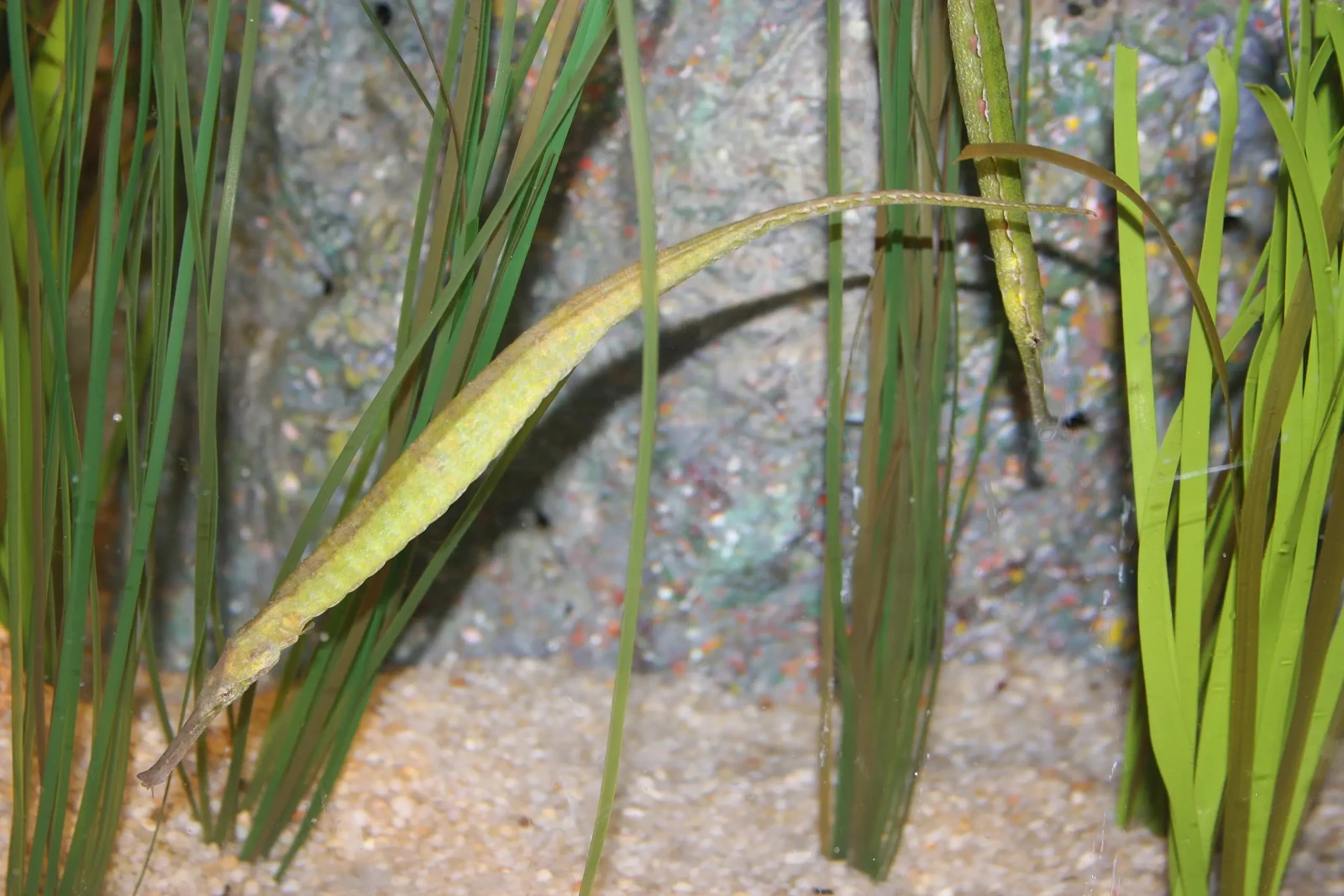 Observing plants for discoloration or any worrying signals is important
