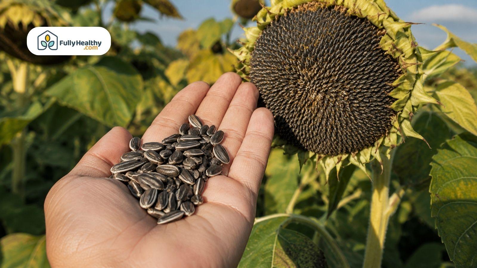 Hand holding harvested sunflower seeds beside a mature sunflower head.