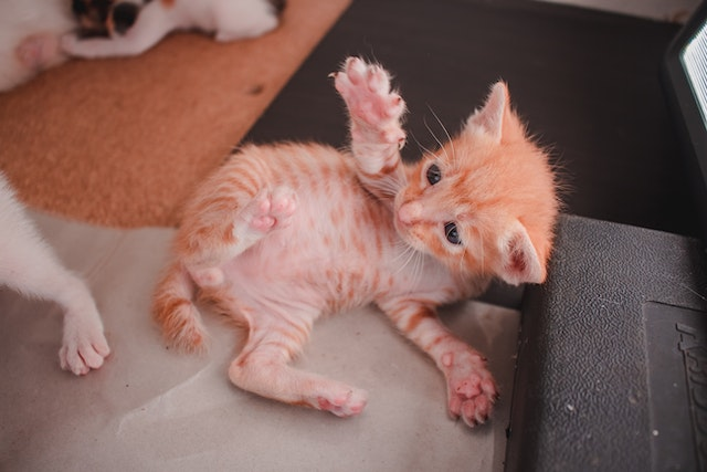 Cat chews hot sale nails