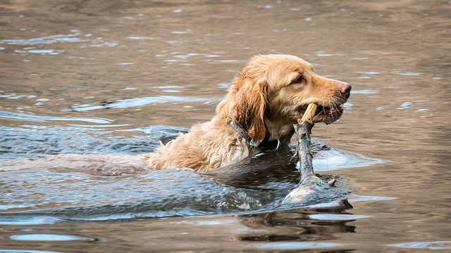 golden retriever, retrieve, lake, dog's breed, dog