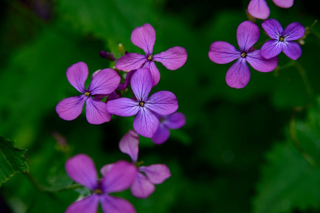 Lunaria