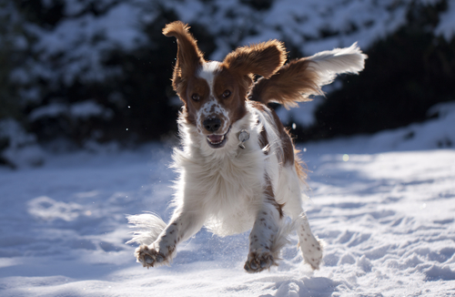 A Welshie playing in the snow