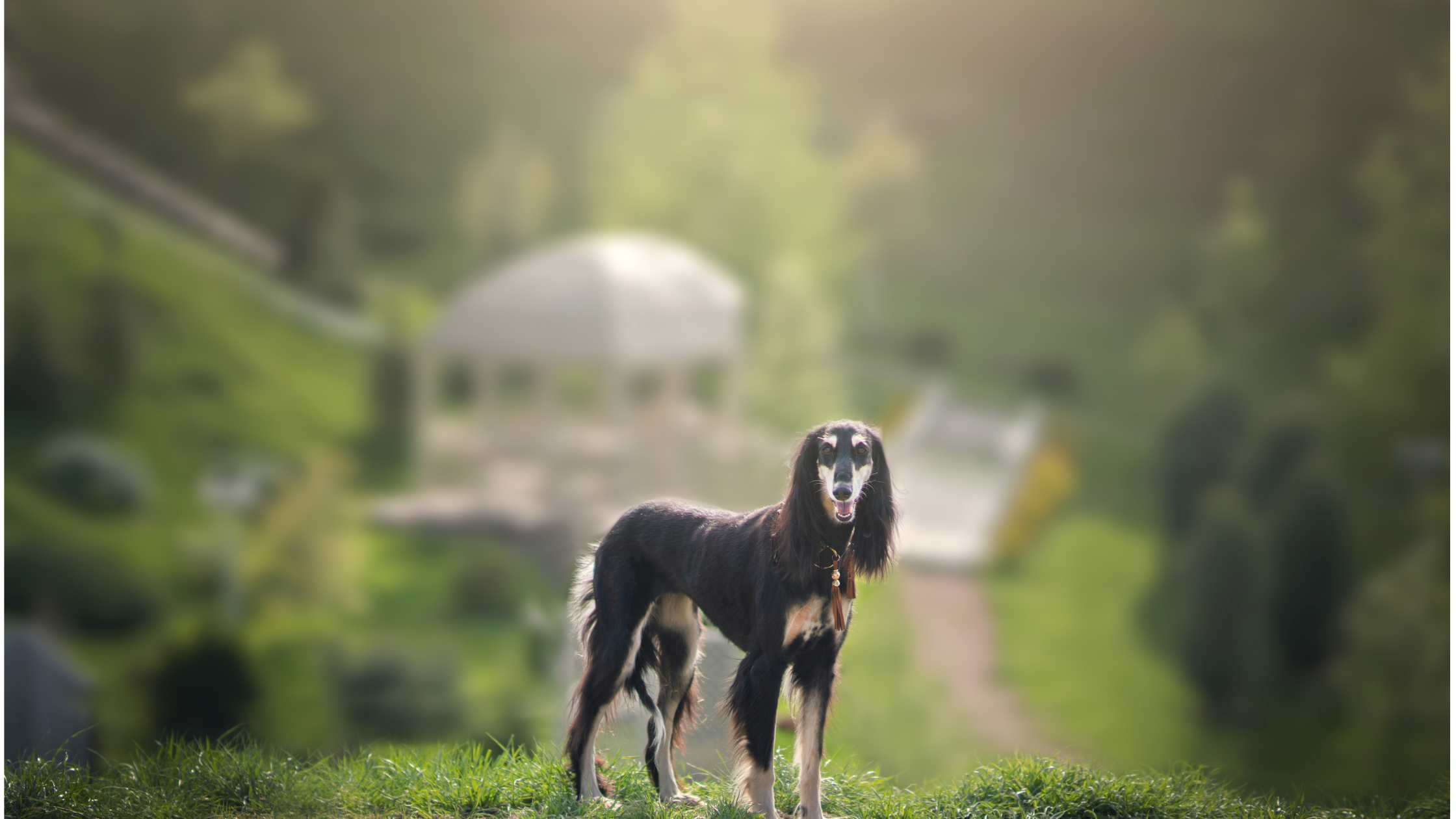 A black and tan Saluki standing on a hill with a romanesque structure in the background