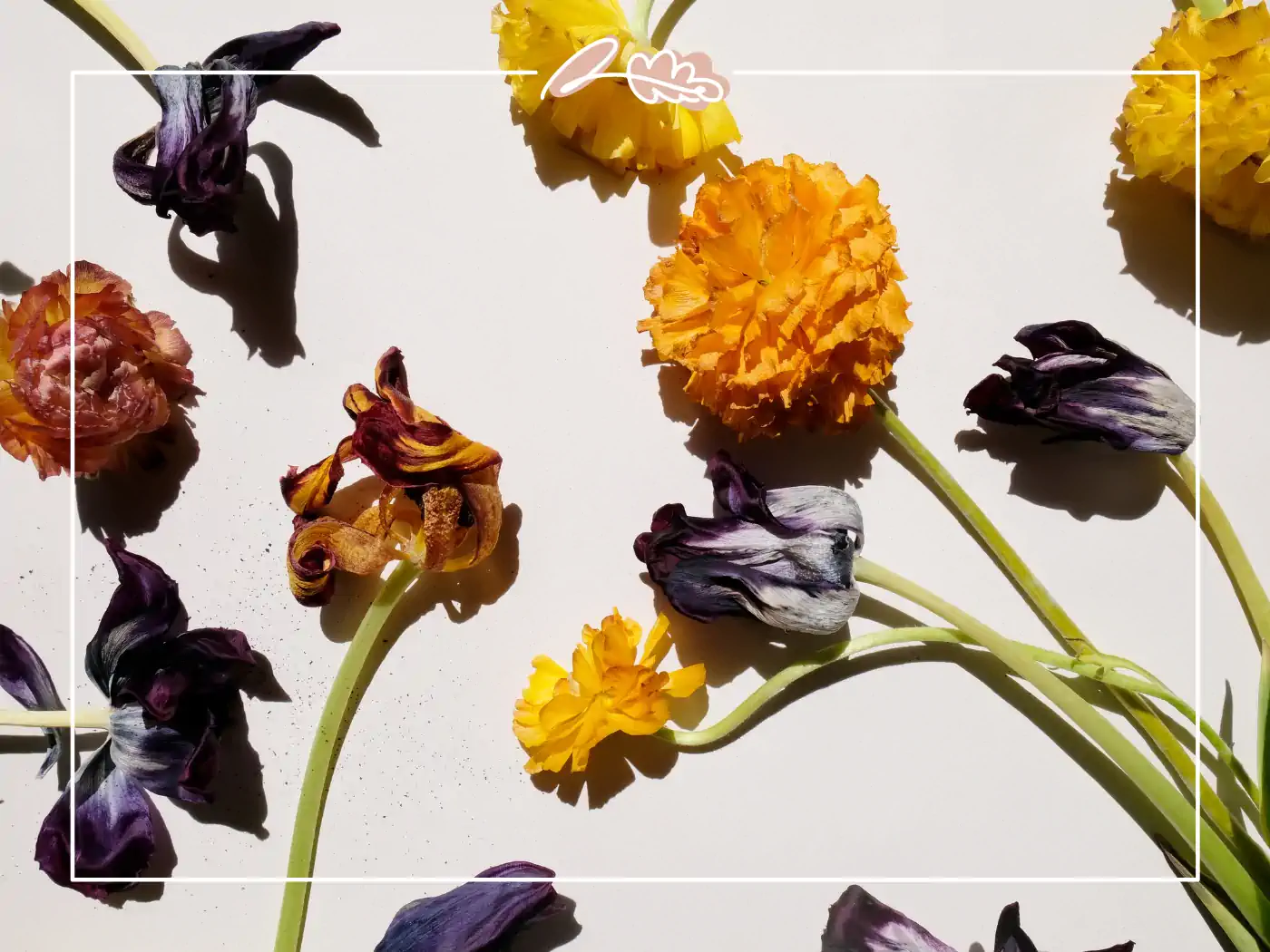 A vibrant display of dried flowers in shades of yellow, purple, and red, artistically scattered on a light background with their shadows creating a captivating effect. Fabulous Flowers and Gifts.