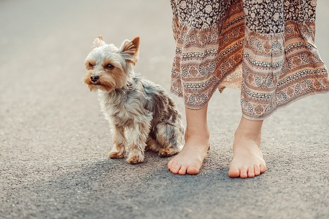 dog, yorkshire terrier, woman, same breed, yorkshire terriers easy to loved, yorkshire terriers