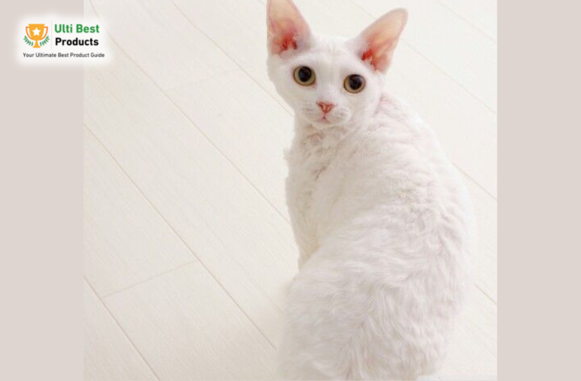 Devon Rex Image Credit: Pinterest https://www.pinterest.com/pin/517843657130828629/ in a post about 26 of The Best White Cat Breeds