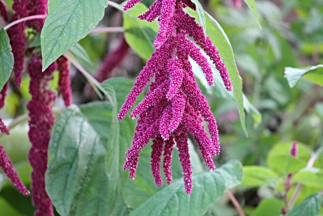 foxtail, amaranth, amaranthus