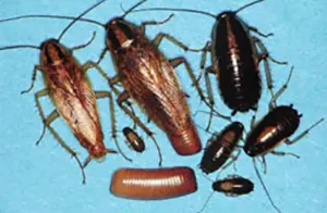 An image showing the different stages of German cockroaches.