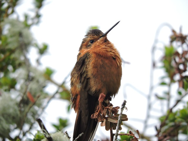 hummingbird, at, colors