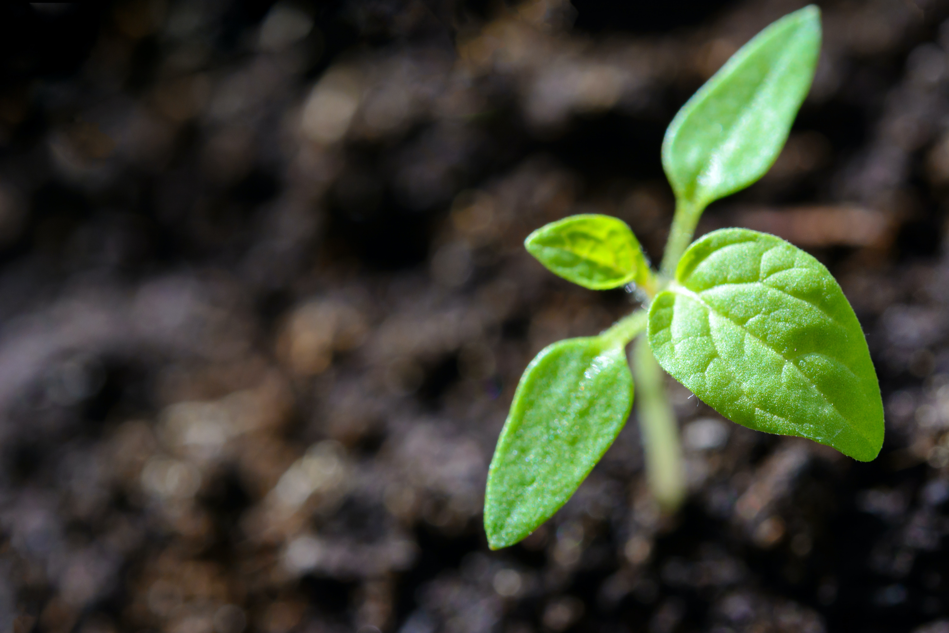 Potting soil can also lead to green success when processed