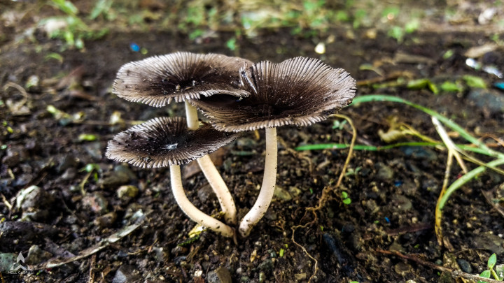 Strongest magic mushroom strains