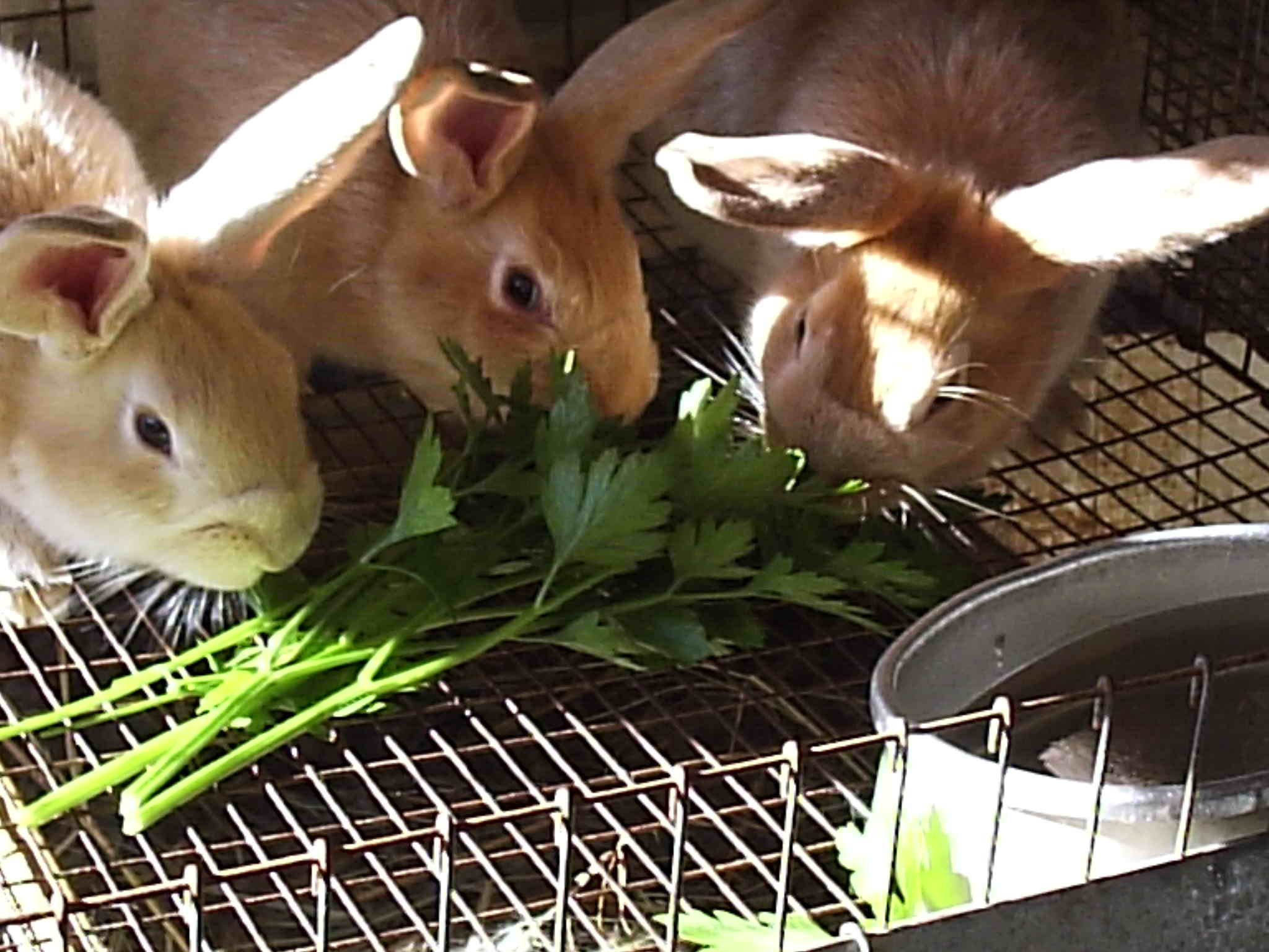 What Herbs Can Rabbits Safely Eat?