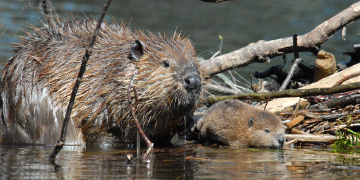 interesting animals in tennessee