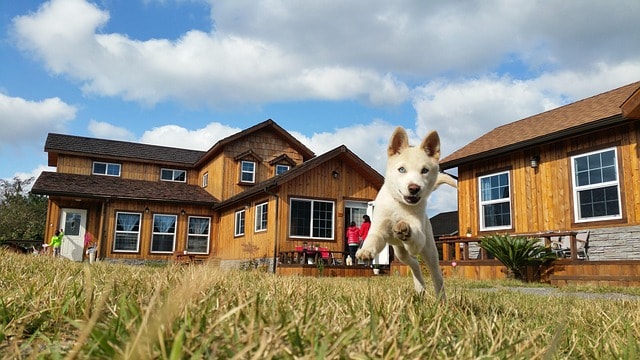 korean jindo, dog breed, jindo dog, dog, puppy, progress skiing, blue eyes, jeju island, wooden house, garden, korean jindo, korean jindo, korean jindo, korean jindo, korean jindo, jindo dog, jindo dog, jindo dog, jindo dog, jindo dog, jeju island, jeju island